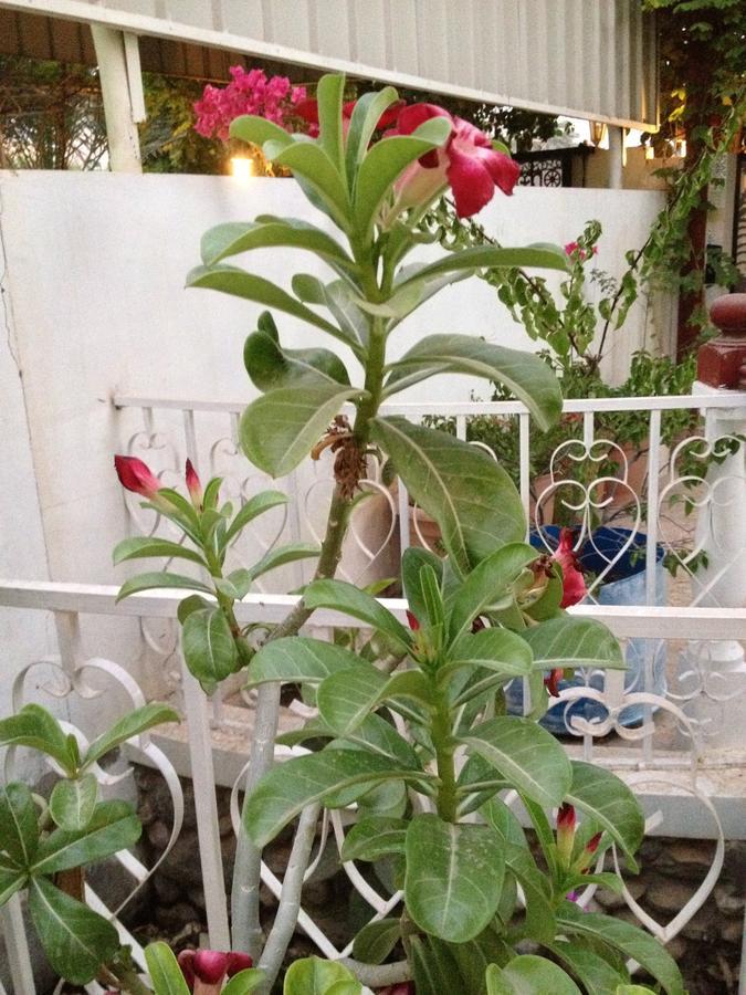 Garden Roomz Oman Muscat Exterior photo